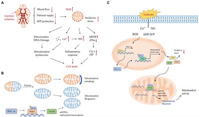 Mechanism of PGC-1α-mediated mitochondrial biogenesis in cerebral ischemia–reperfusion injury